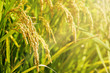 Harvest season of rice