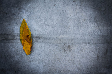 autumn leaves on wooden background