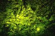 dried nori seaweed laminaria sheet illuminated texture