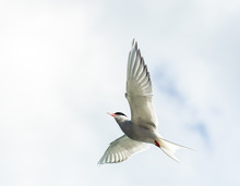 Arctic Tern In Flight.Tromso.Norway