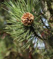 Poster - Pine cone on a branch.