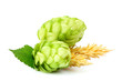 Fresh hop plant with ears of barley isolated.