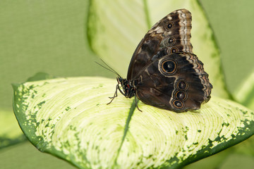 Wall Mural - Big tropical butterfly sitting on a green leave