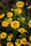 Fototapeta Dmuchawce - Yellow chamomile flowers