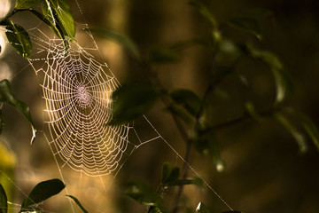 Spider web