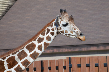 Sticker - Giraffe in the outdoors