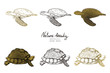 Vector illustration. Pen style vector sketch. Terrapins and turtles. Vector objects set.