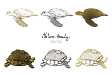 Vector Illustration. Pen Style Vector Sketch. Terrapins And Turtles. Vector Objects Set.