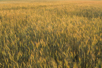 Yellow and green young wheat ears on a field. Ripening ears wheat. Agriculture. Natural product.