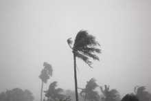 The Rain Storm Big Wind Impact Coconut Tree With Gray Sky Background