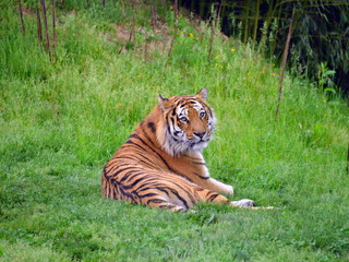 una tigre seduta si gira per guardare