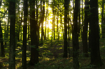  Beech forest on in the evening