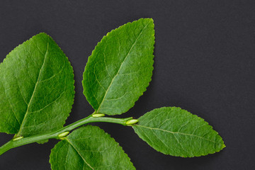 Poster - Macro shot of a branch of a bilberry bush leaf