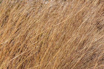 A beautiful horizontal texture of dry yellow and brown grass