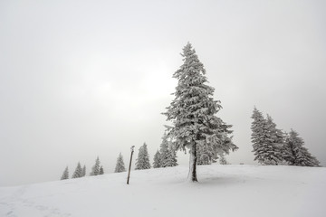 Black and white winter mountain New Year Christmas landscape. Isolated alone tall fir-tree covered with frost in deep clear snow on copy space background of white sky and black forest on horizon.