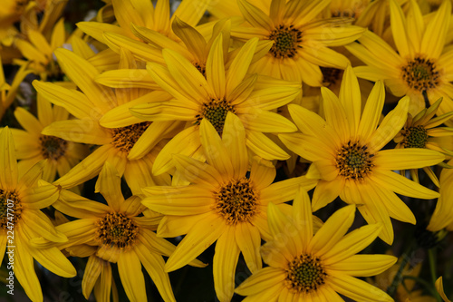 Fotografering Closeup of bight yellow flowers of Cutleaf Coneflower (Rudbeckia laciniata)