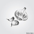 Hand drawn garlic. Herbs and Spices in sketch style, vector illustrator.