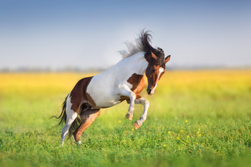 Bay pinto horse run fast in green spring meadow