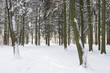 Snowy winter forest. Frosty nature background. Natural winter scene.
