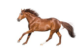 Fototapeta Konie - Red horse run gallop isolated on white background