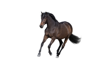 Bay horse run gallop isolated on white background