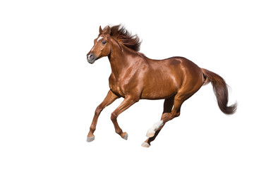 Red horse run gallop isolated on white background