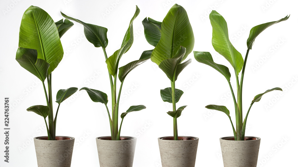 Group of Strelitzia reginae, Heliconia, Bird of paradise foliage isolated  on white background. Stock Photo | Adobe Stock