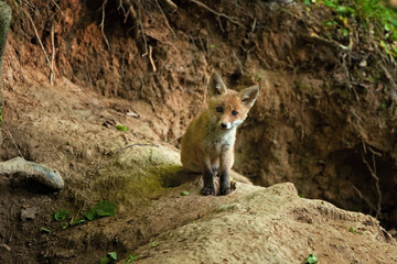 Wall Mural - red fox, vulpes vulpes, czech republic