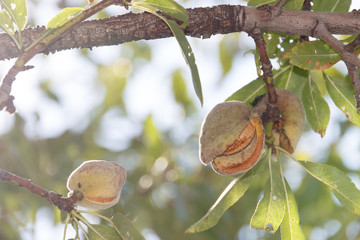 Two ripe almonds on tree branch