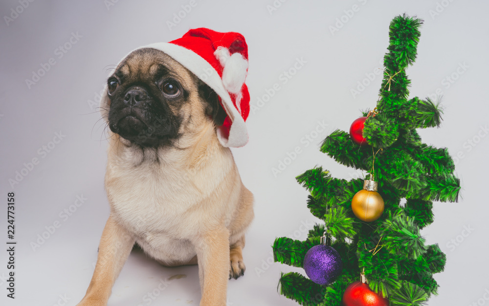 cute Christmas pug puppy dog wearing red santa hat hanging with paws on ...