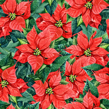 Seamless Pattern Of Poinsettia, Watercolor Background Christmas Illustration.