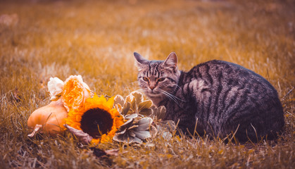 Wall Mural - Tabby cat and holiday decorations for Halloween