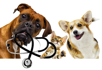 Wall Mural - veterinarian dog and cat