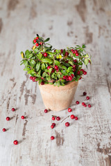 Wall Mural - Fresh ripe cranberries on a wooden background