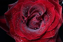 Red Rose With Water Drops Closeup