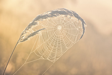 Web with dew drops on a blade of grass on a Fog background