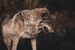 Gray Wolf Close Up. Dangerous Predator In The Wild. Toned Instagram Style.