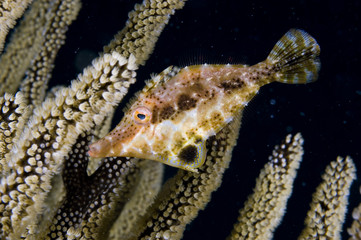 Wall Mural - Slender filefish on coral reef at Bonaire Island in the Caribbean