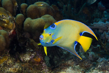 Canvas Print - Queen angelfish and coral reef at Bonaire Island in the Caribbean