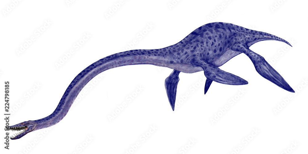 絶滅した古代の海棲爬虫類 エラスモサウルスと呼ばれる首長竜。白亜紀