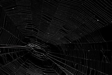 Wall Mural - real spider web isolated on black