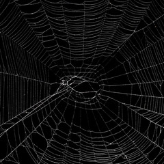 Wall Mural - real spider web isolated on black
