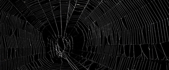 Wall Mural - real spider web isolated on black