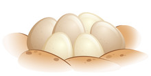 Turtle Eggs In The Sand