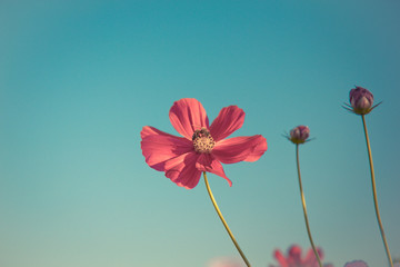 Wall Mural - pink cosmos flower