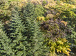 vibrant autumn colors. aerial image of green firs and yellow beech trees in the forest