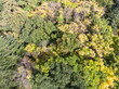 colorful foliage background of autumnal trees in forest. aerial view