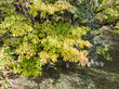 aerial view of trees in autumn park with bright yellow foliage