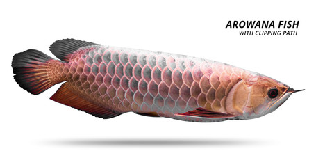 Wall Mural - Arowana fish isolated on white background. Asia species. ( Clipping path )