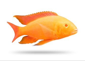 Wall Mural - Cichlids fish isolated on white background. Orange color. ( Clipping path )